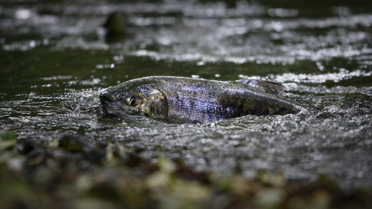 A chum salmon pokes its head out of the water as it churns the gravel to make a nest in Kennedy Creek west of Olympia.