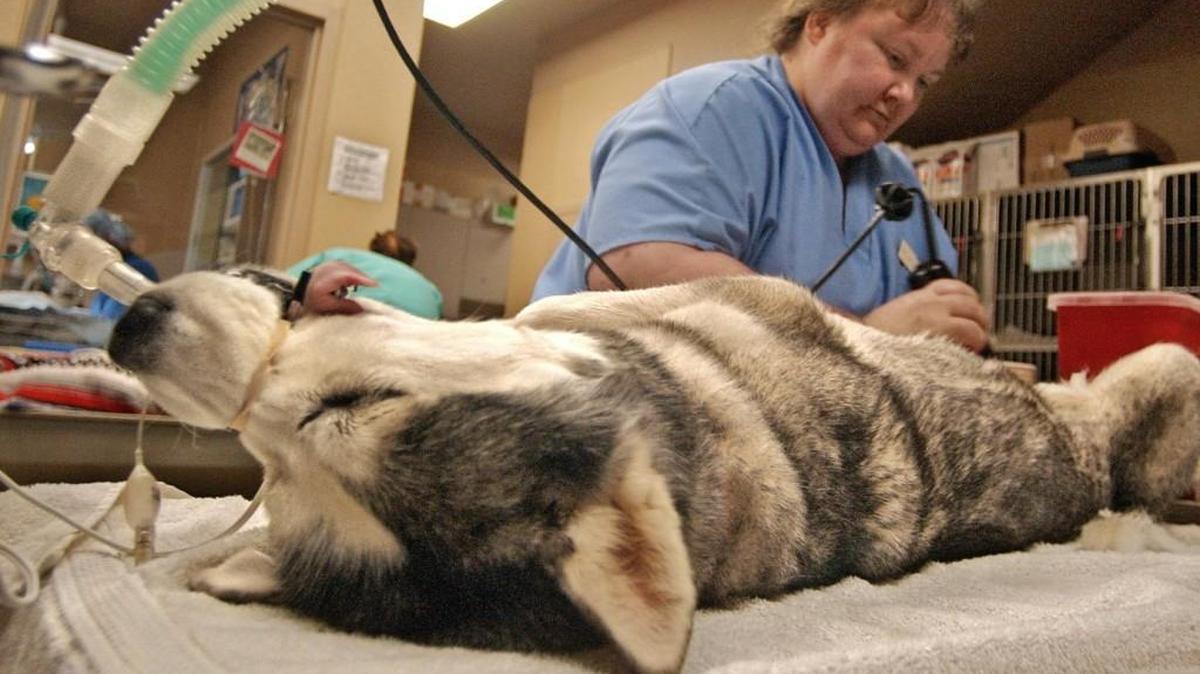 Kerry Adcock, a veterinary technician at the Humane Society for Tacoma & Pierce County, preps a dog to be spayed.