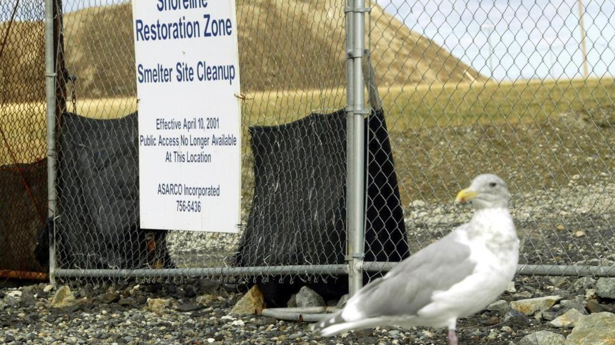 A seagull pauses near a sign marking the Asarco Superfund cleanup site in Ruston in an October 2003 file photo.