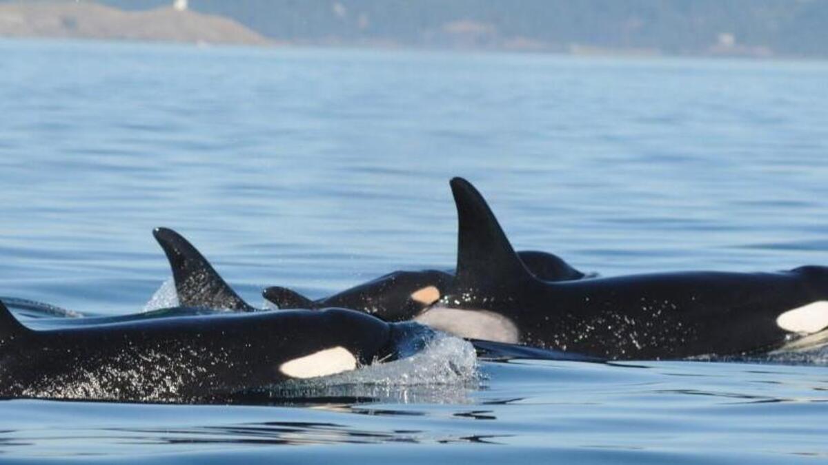 Photo taken in September 2014 shows a baby orca swimming between two adults near Seattle. It apparently died while its pod was in the open ocean off Washington or British Columbia. It has not been seen since the L pod returned in recent days to the inland waters of Western Washington.