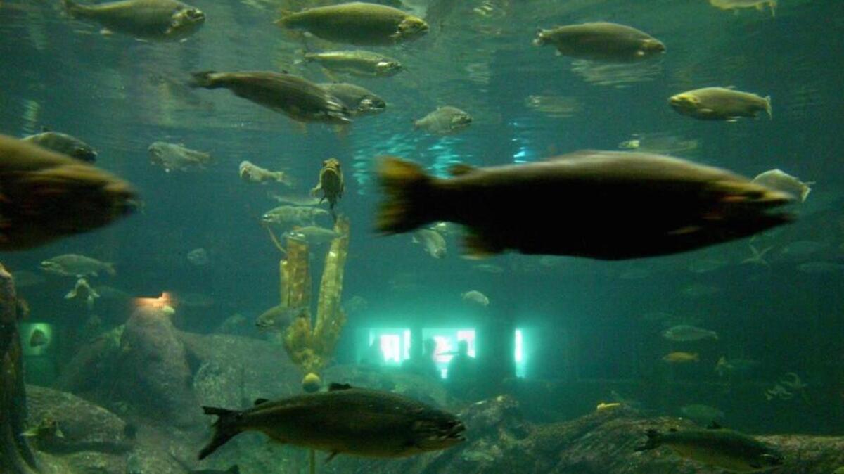 The half-century-old North Pacific Aquarium at the Point Defiance Zoo is aging and needs to be replaced. A new Pacific Seas Aquarium is part of $124 million in improvements planned for the park.