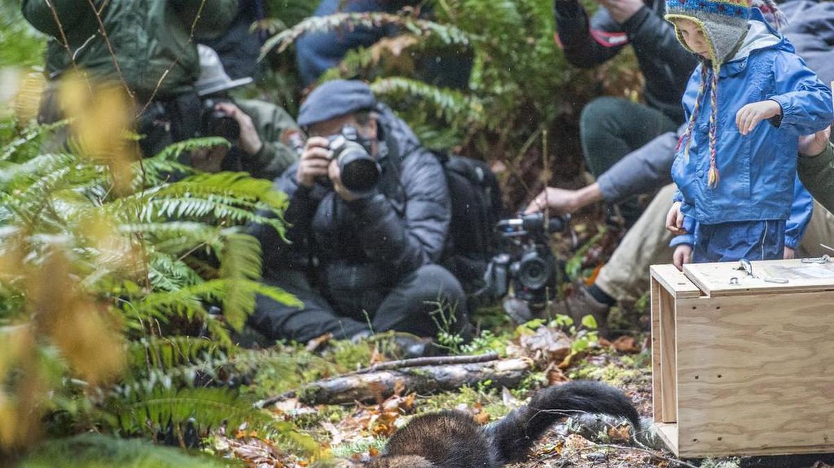 The box door opened and this fisher was quickly gone during the release of six of the weasel-like animals into the wild in the Gifford Pinchot National Forest near Randle. Fishers disappeared in Washington state nearly 70 years ago but have since inched closer to recovery.
