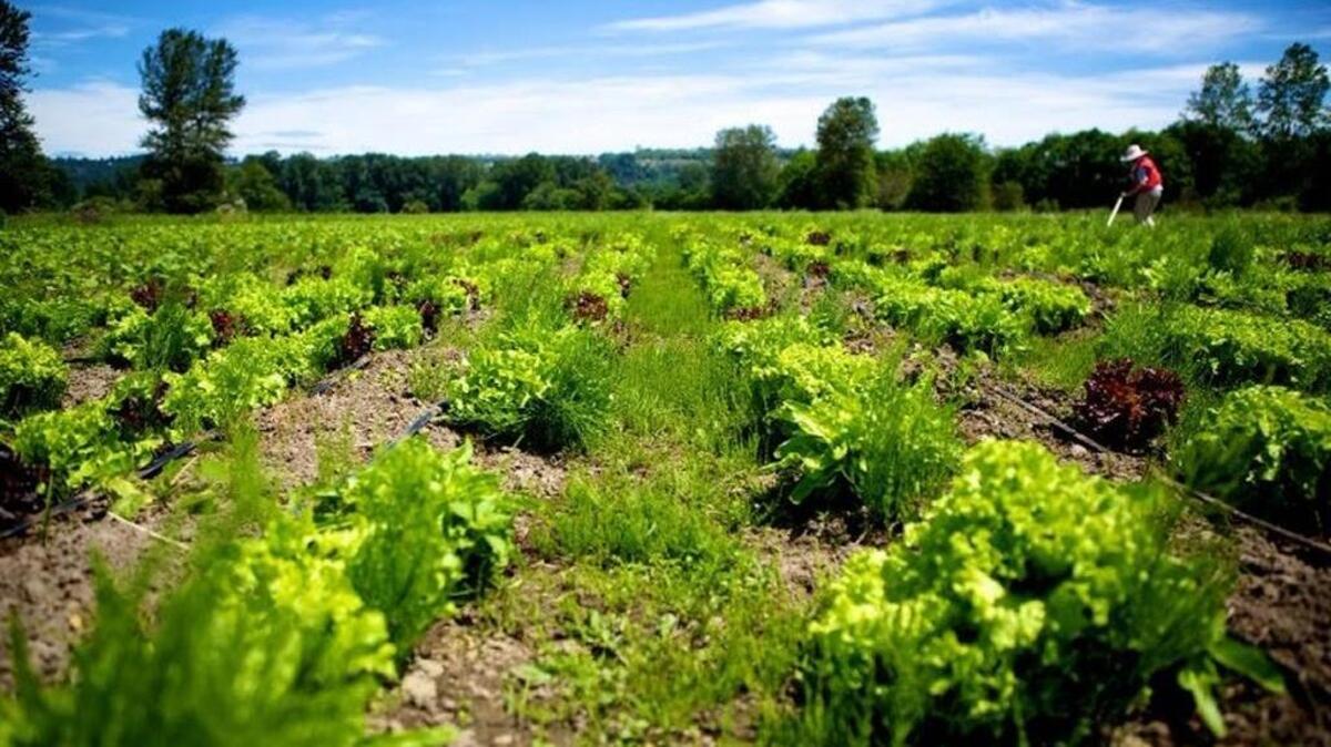 The Emergency Food Network's Mother Earth Farm is an 8-acre organic farm located in the Puyallup Valley.