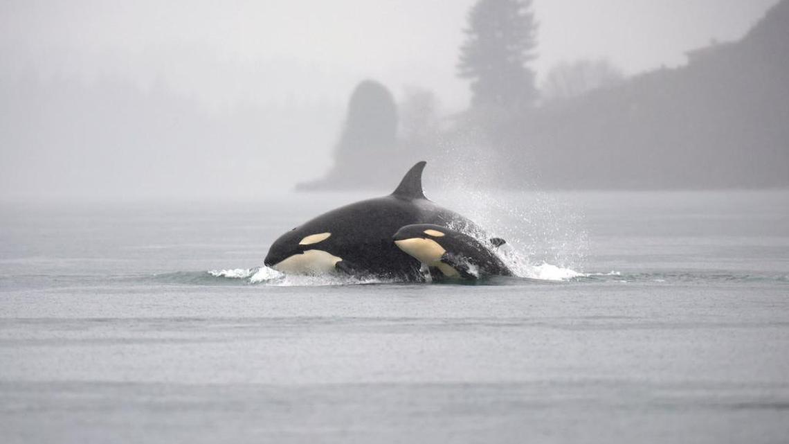 Two orcas jump out of the water between Tacoma’s Titlow Beach and Point Fosdick in December 2014.