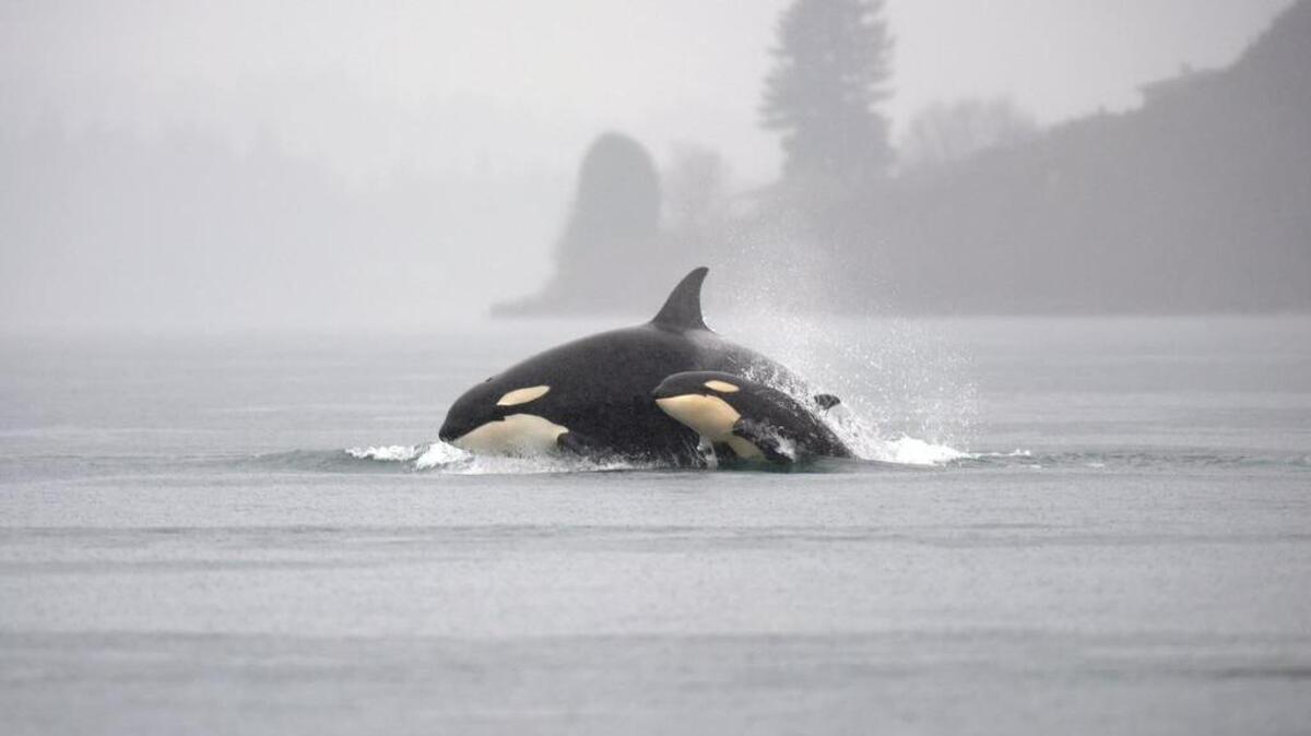 Two orcas jump out of the water between Tacoma’s Titlow Beach and Point Fosdick in December 2014. A pod of about 12 was spotted during the Tahoma Audubon Christmas Bird Count that year.