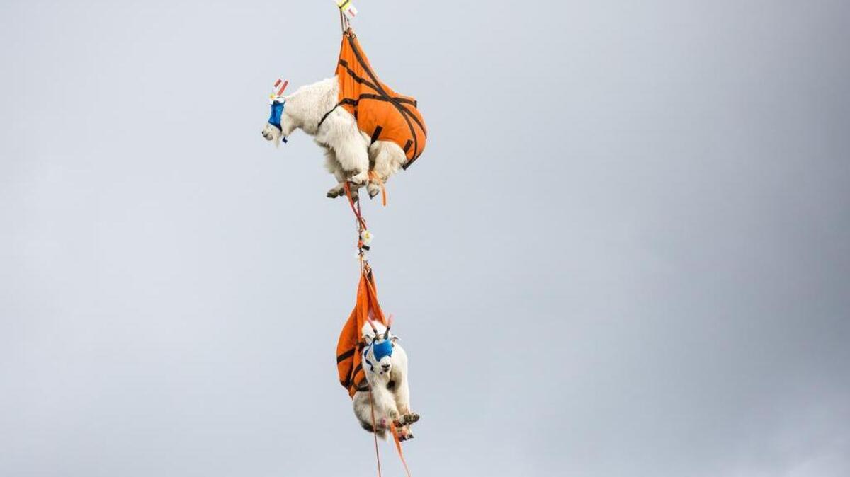 What in tarnation is going on with the mountain goats being removed from Olympic National Park? Voters should demand a full accounting.