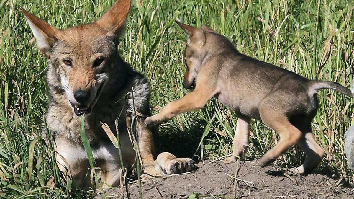 A red wolf pup sneaks up on its mother at Point Defiance Zoo & Aquarium in 2011. The zoo has been a part of the effort to recover the red wolf population in eastern North Carolina.