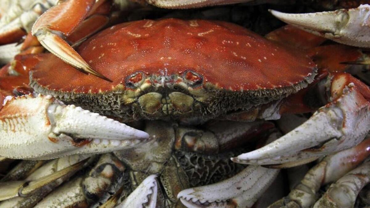 
Fishermen in most areas of Puget Sound, including Olympia and Tacoma, will be able to catch crab through Monday when the summer season closes.
