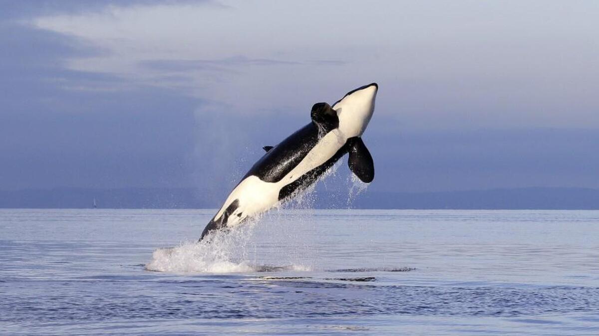 The state Fish and Wildlife Commission is expected to decide Friday whether to keep orcas on the state’s endangered species list.