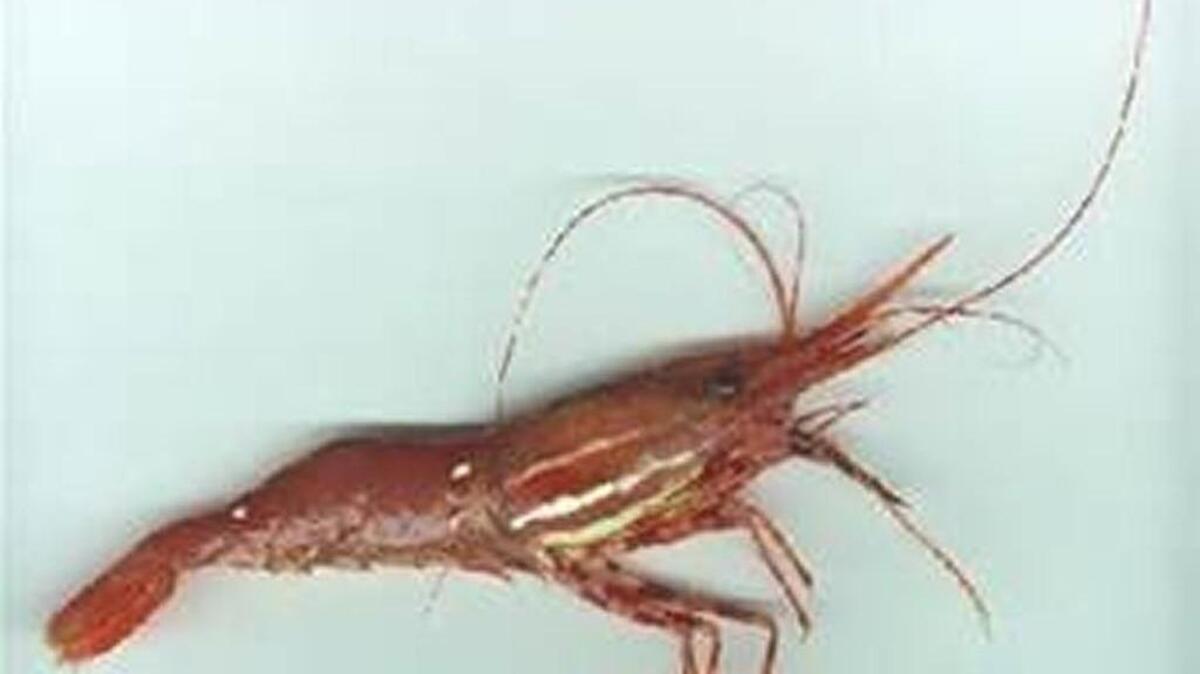 The spot shrimp will be the honoree when the Hood Canal Shrimpfest comes to Brinnon Saturday and Sunday.