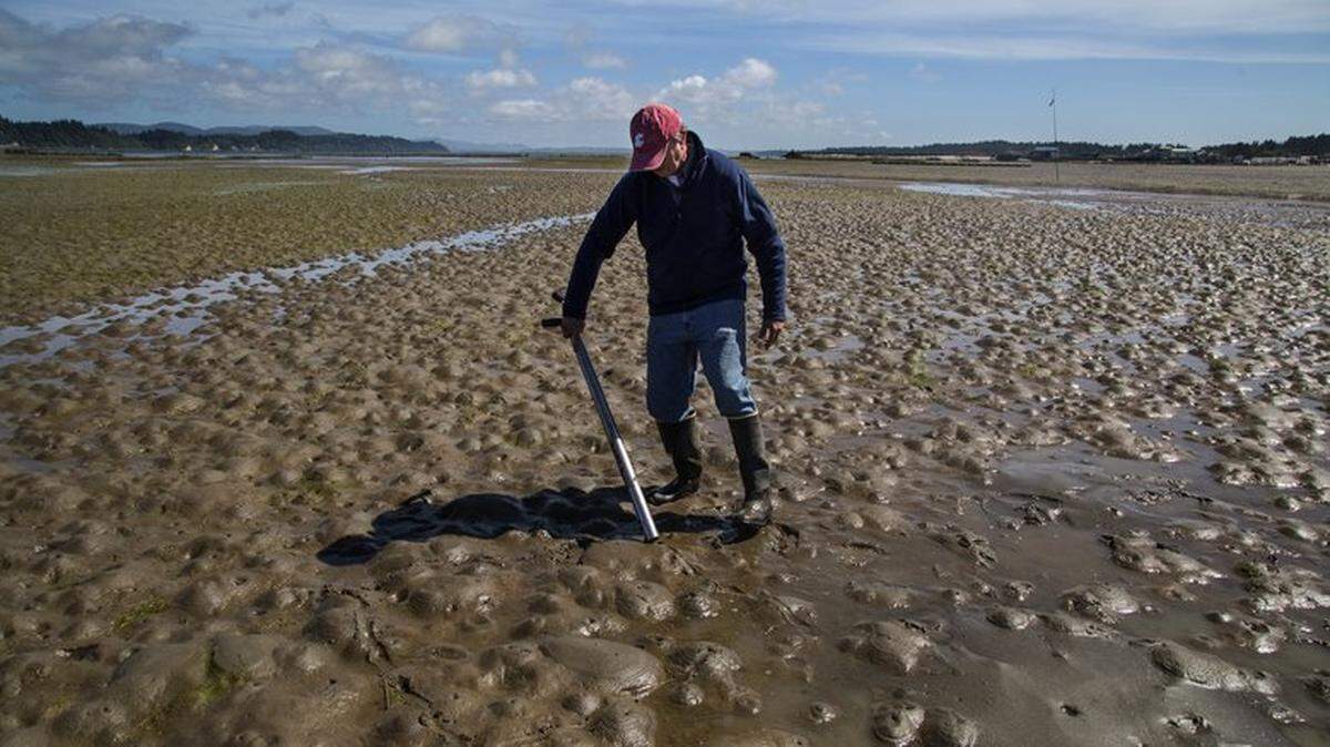 WSU scientist Kim Patten scratches out a box and counts the number of suspected ghost shrimp in an area that has been taken over by the species that live under the sand, softening it to the point that oysters sink down. 