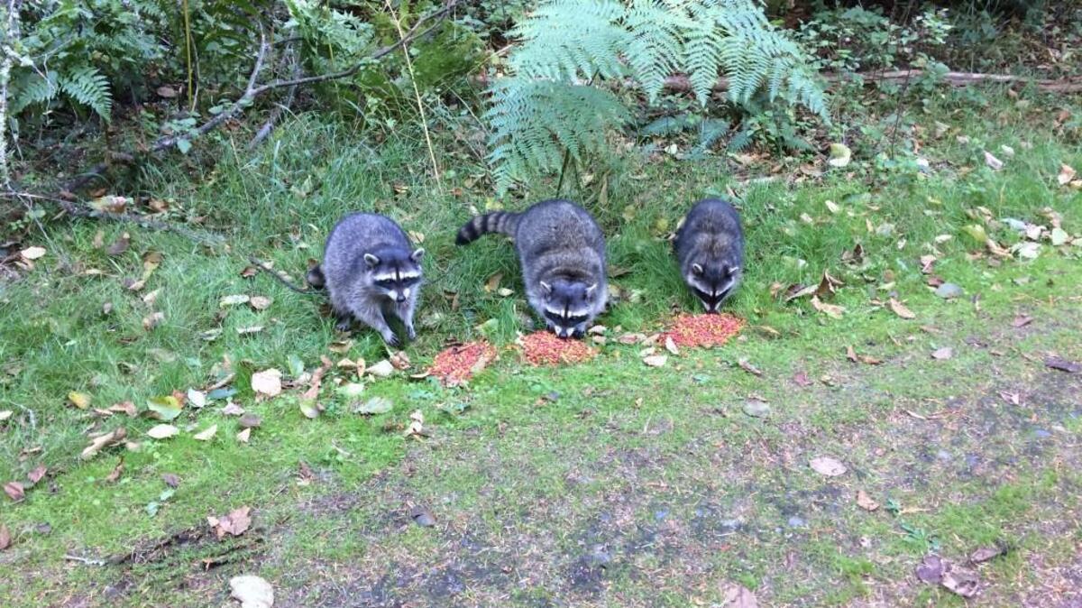 Raccoons are resourceful and will find food on their own. They don’t need your help.