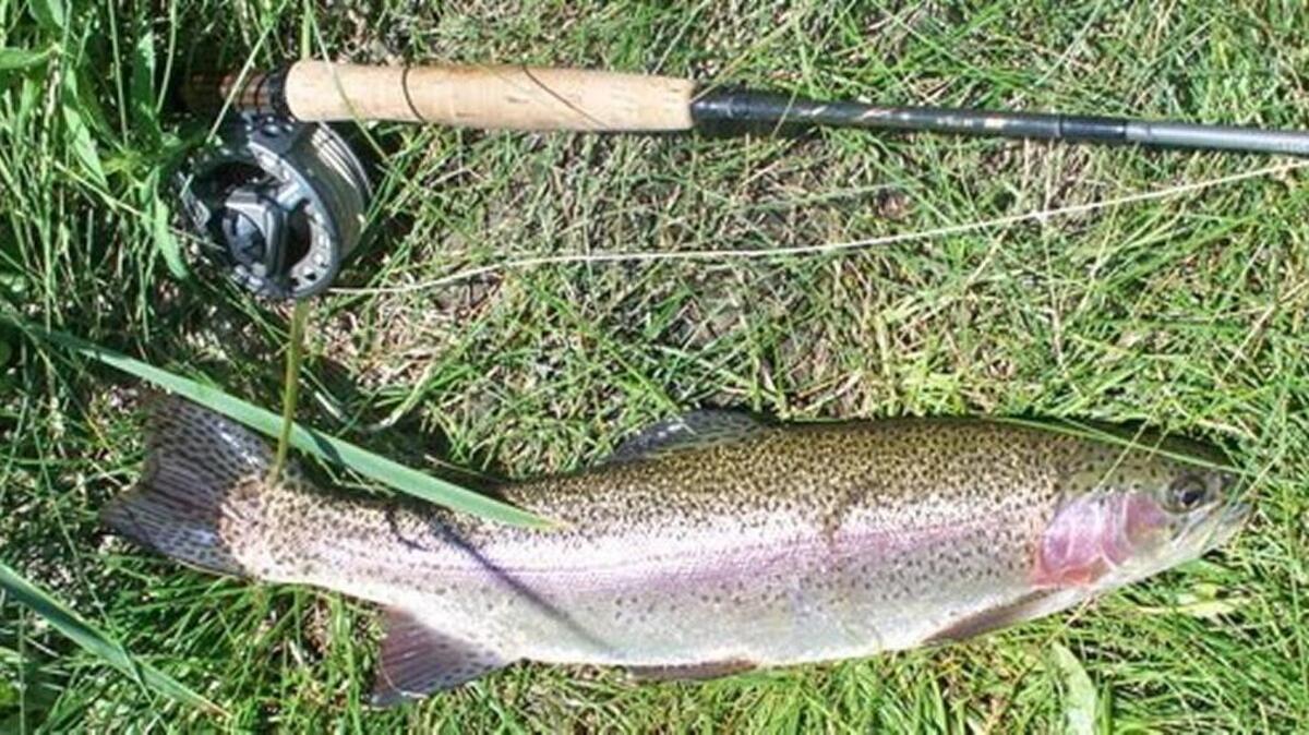 Rainbow trout are biting in several South Sound lakes and six Southwest Washington lakes will be stocked next week.