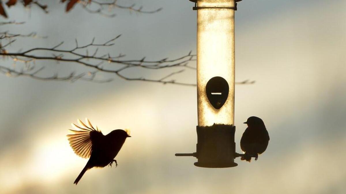 Don’t forget to put out the seed, sparrows and other birds are on the hunt for food.