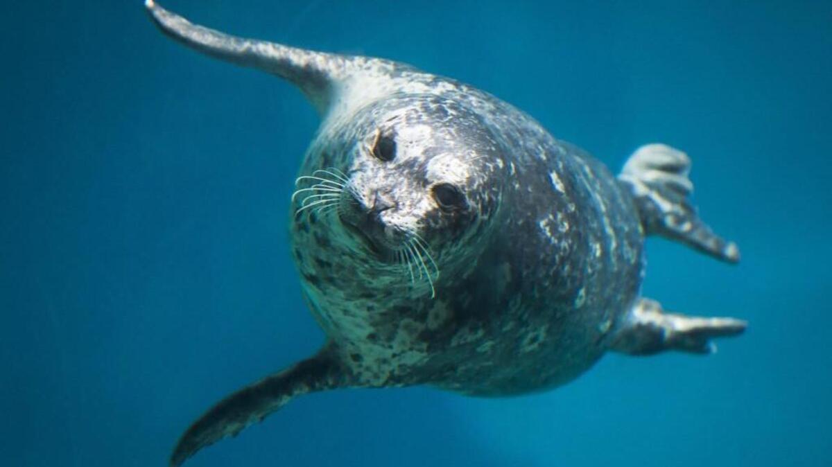 Harbor seals are 4-5 feet long and weigh about 175 pounds as adults.