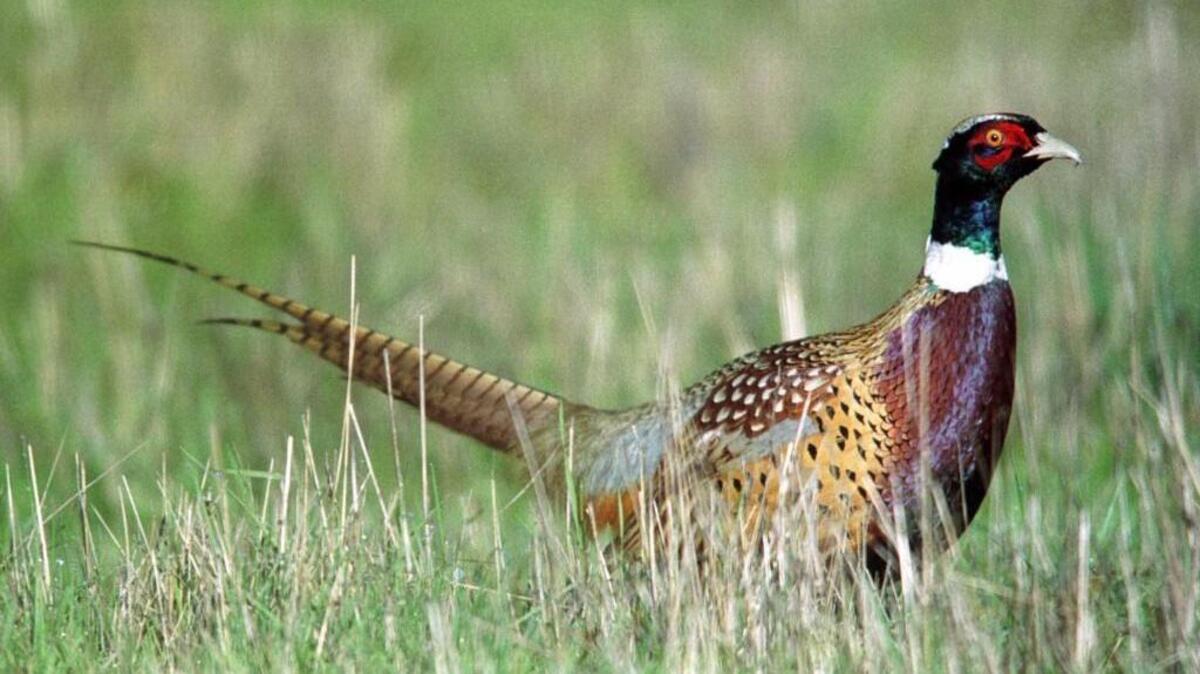 
A youth pheasant hunt will take place Sept. 19-20 at two release sites at Joint Base Lewis-McChord.
