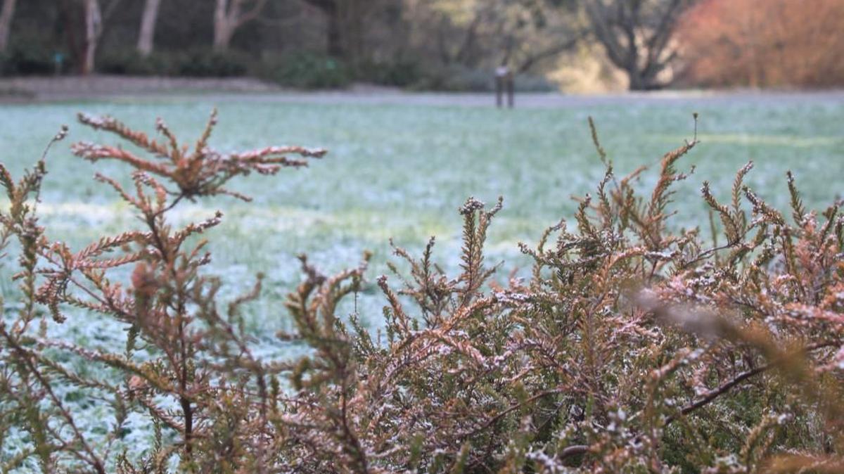 The Winter Garden in the Washington Arboretum framed by pink heather and orange dogwood branches on a frosty morning.