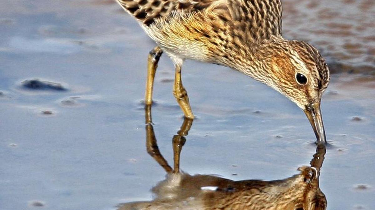 Visitors can see all types of birds while attending a guided walk at Billy Frank Jr. Nisqually National Wildlife Refuge.
