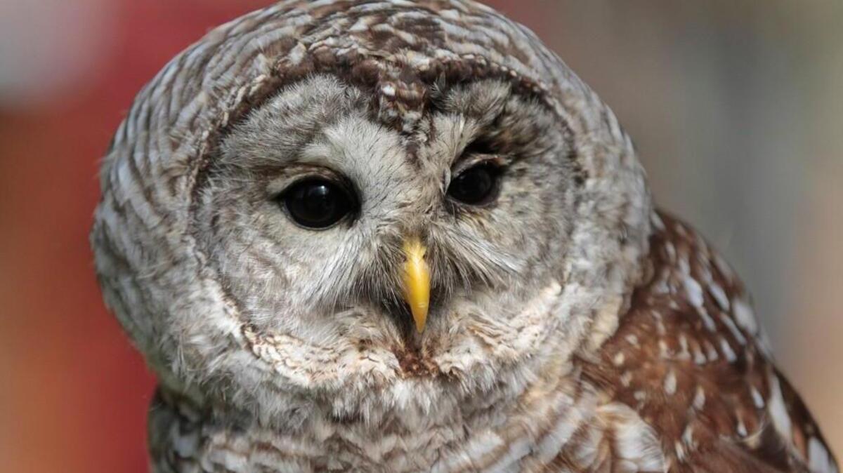 Barred owls will eat just about anything they can catch, including not-so-small mammals like foxes and opossums.