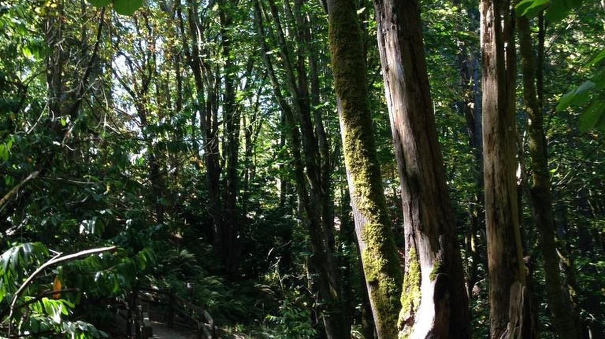 You don’t have to go far for a peaceful getaway. Tacoma’s Puget Creek Natural Area stretches from near Proctor Street toward Ruston Way.