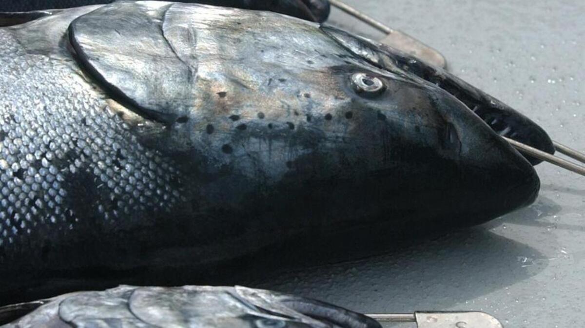 The state will release preliminary forecast for salmon returns at a meeting March 1 in Olympia.
