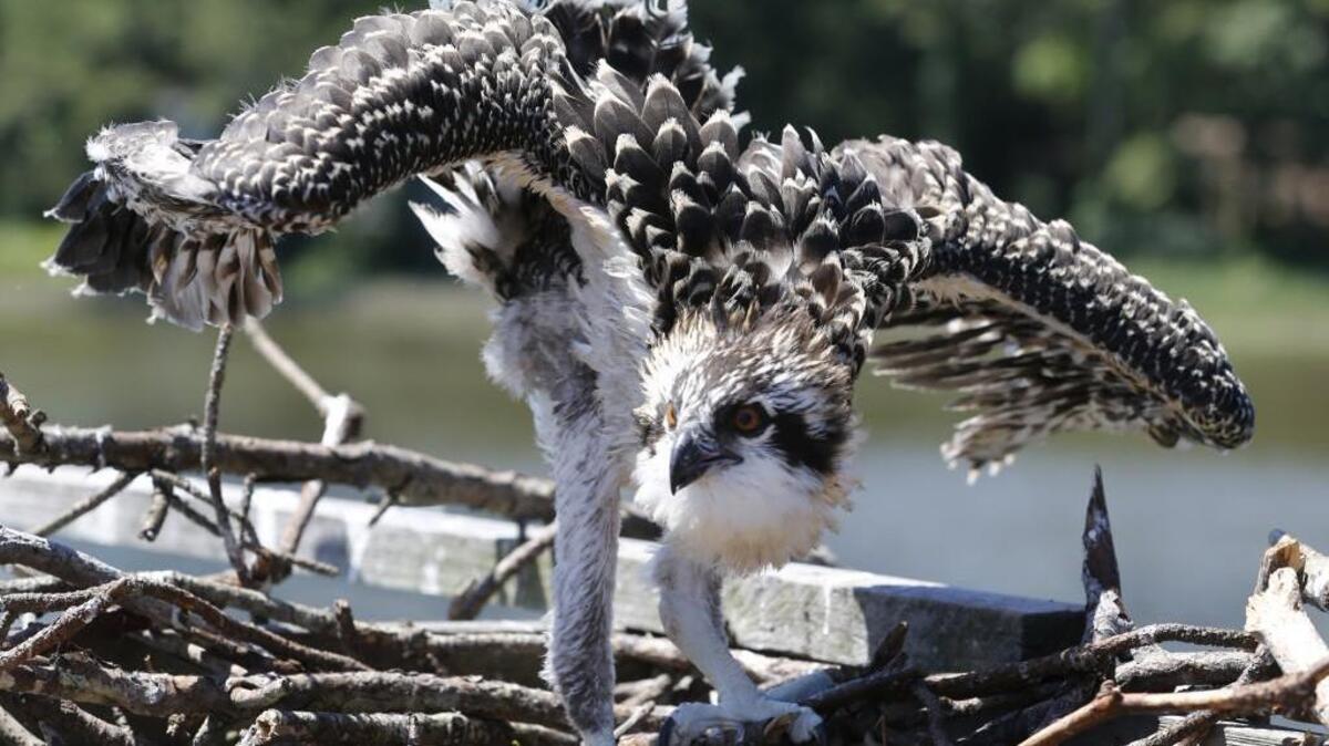 The increase in osprey numbers since the banning of DDT is nothing short of a miracle. This ban gets most of the credit for the osprey’s population boom, but there is more to it than that.
