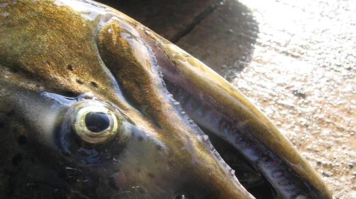 
A chinook salmon.
