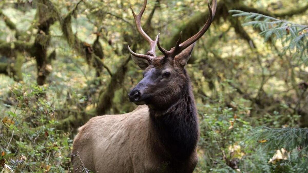 
A Roosevelt elk peers out toward a hiking trail in the Hoh Rain Forest in the Olympic National Park.
