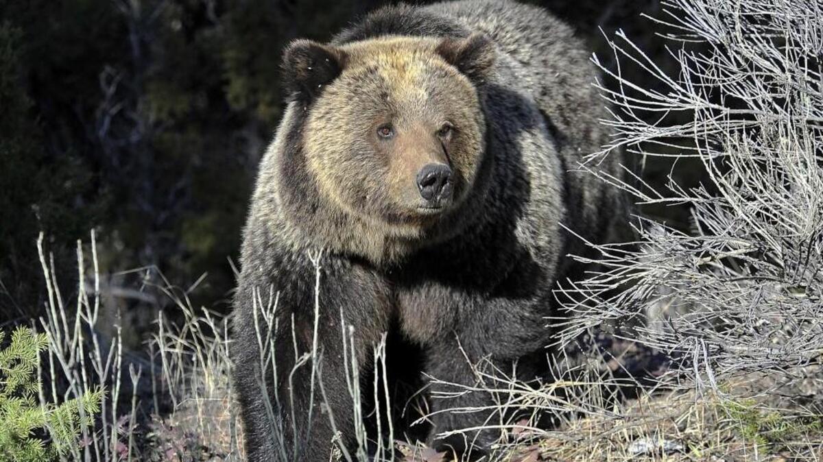 A series of open houses and webinars will give the public the chance to comment on plans to bring grizzly bears back to the North Cascades ecosystem.