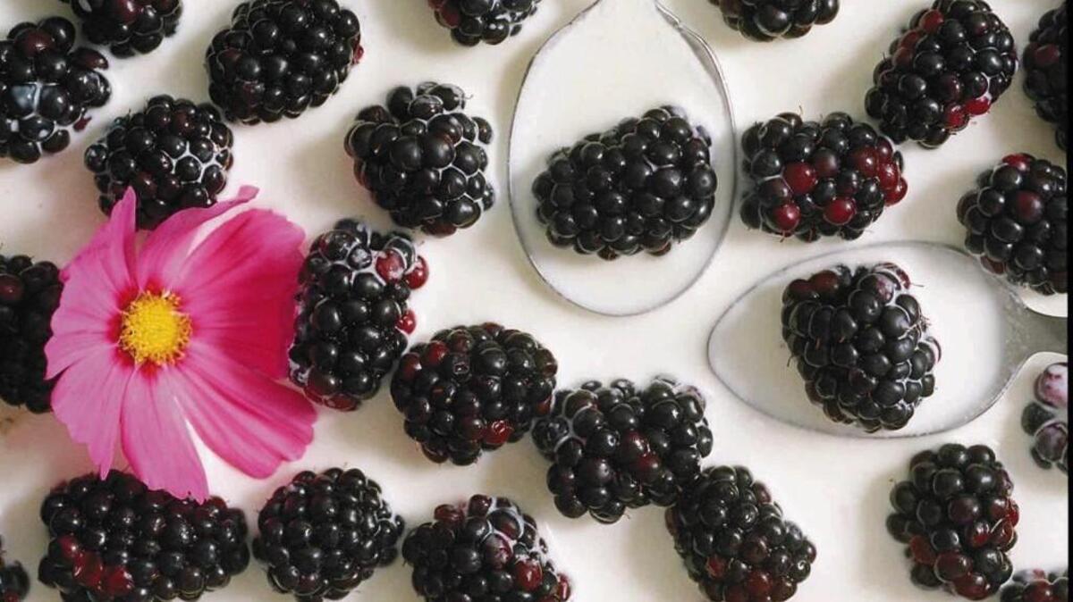 The Blackberry Festival in Bremerton Sept. 3-5 will celebrate all things blackberry.