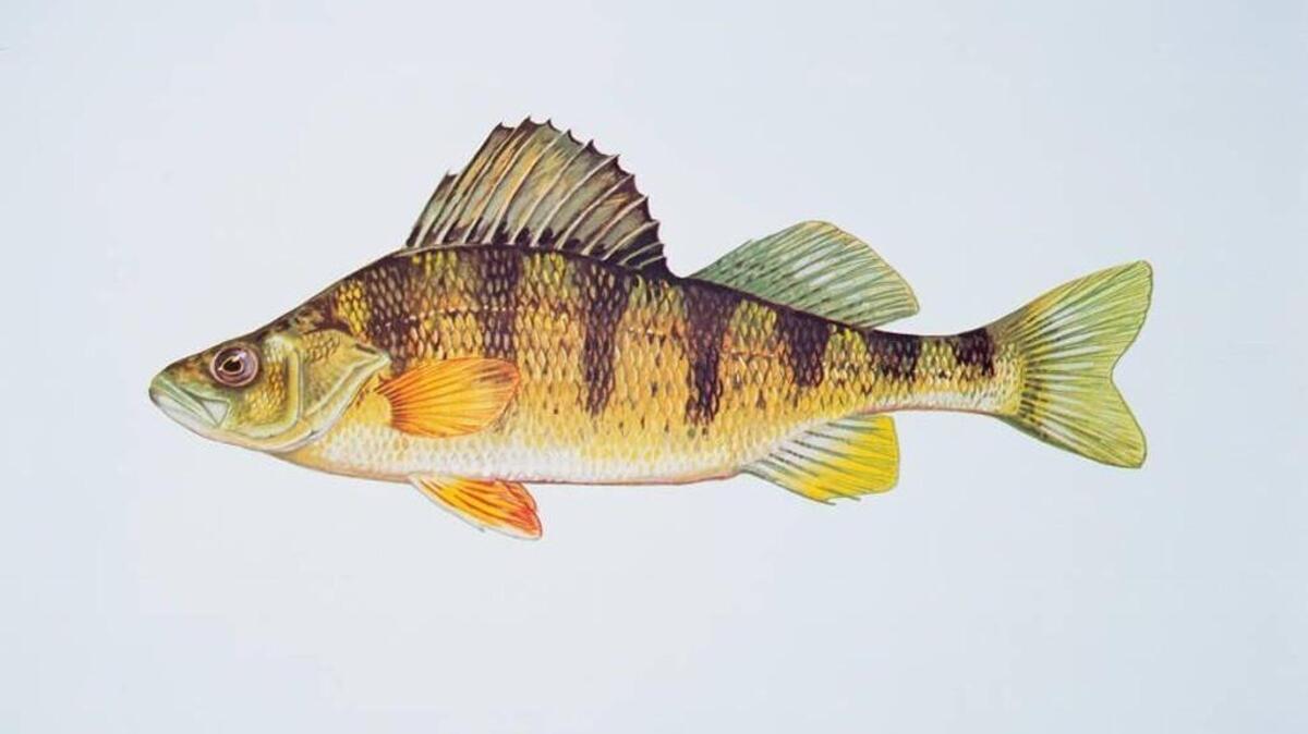 The fishing for yellow perch in Lake Washington has been very good.
