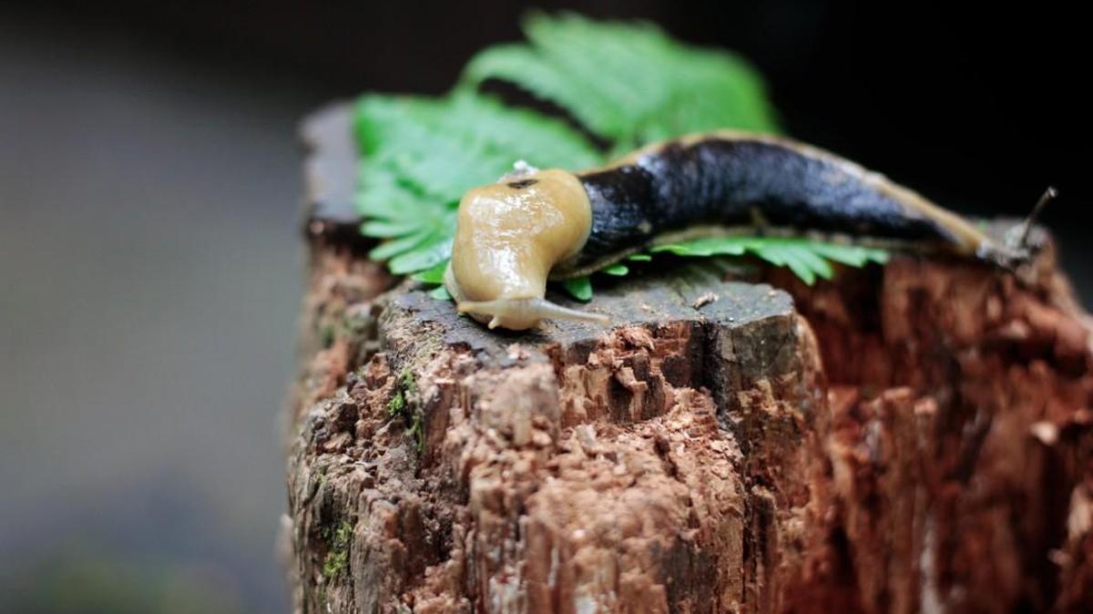 Banana slugs play an important role in the ecosystems of the Northwest.