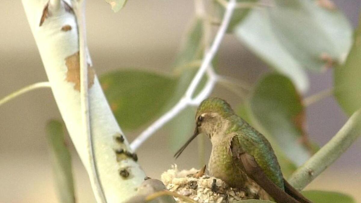 Female Anna’s hummingbirds begin building nests in February.