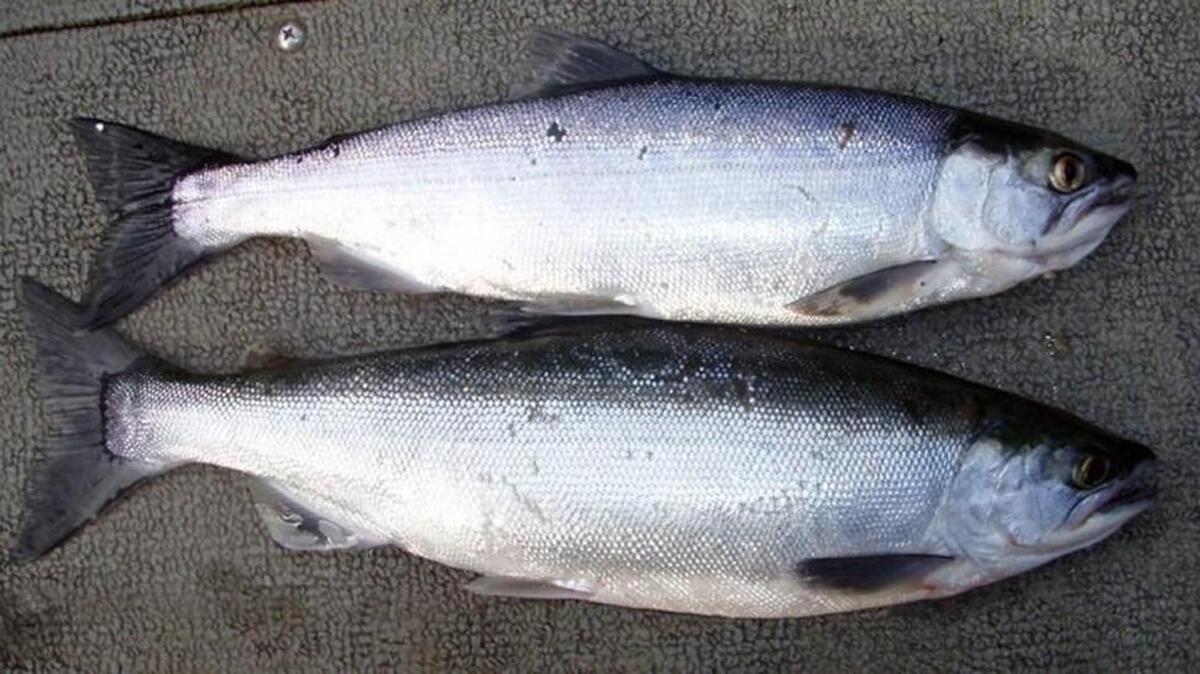 Anglers are getting good catches of kokanee at lakes Chelan and Roosevelt.