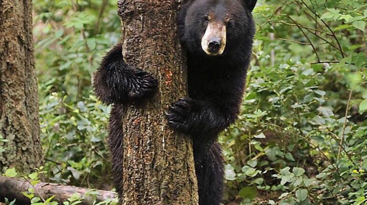 Northwest Trek’s new Male Black Bear exploring for the first time his new enclosure at the park.