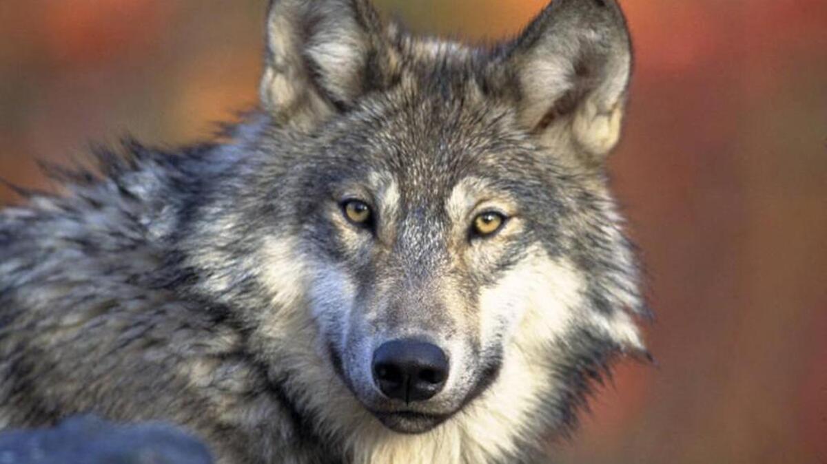 REI in Tacoma is hosting a program Tuesday on wolves in Washington. You must pre-register online for the Wolf Haven program.