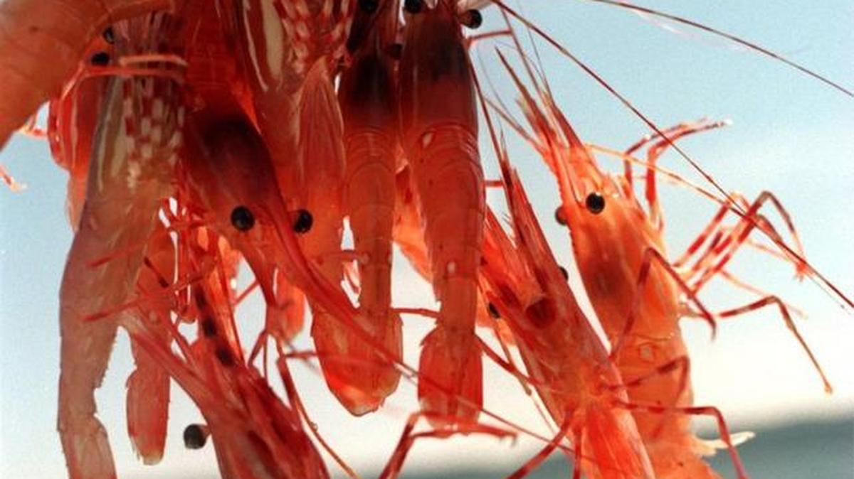 The recreational shrimp fishing season in Puget Sound will open in late May for 2023.
