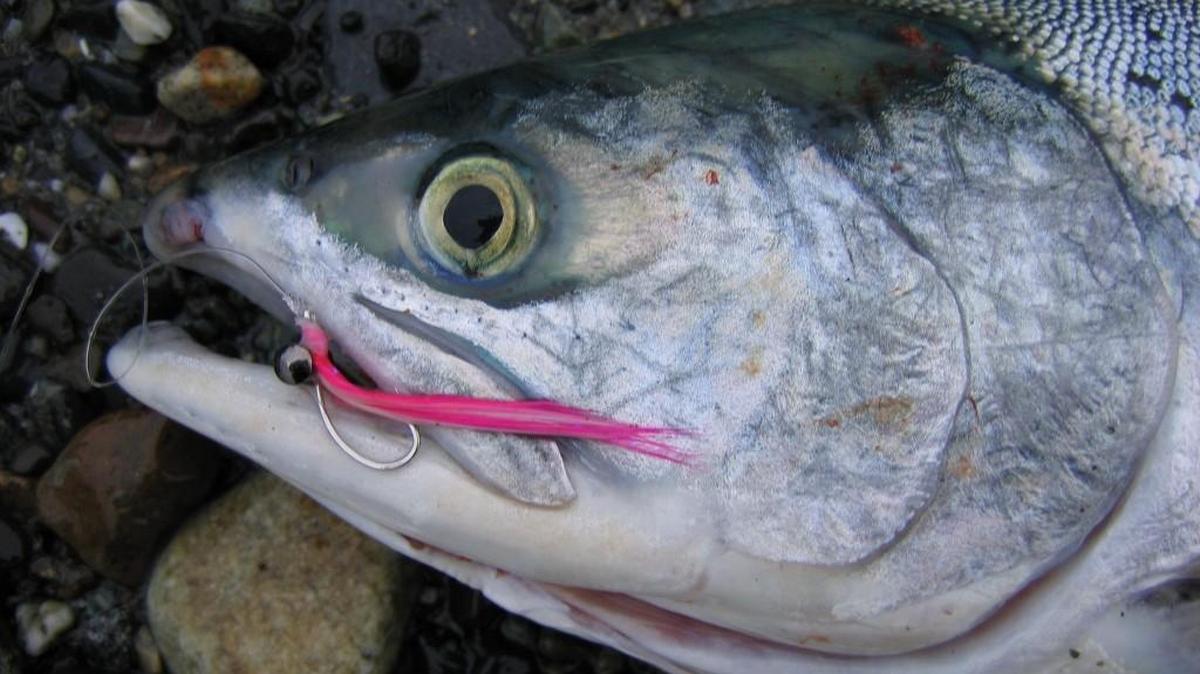 One can’t describe the fishing as red hot in the South Sound, but there is a definite improvement. There were 77 anglers checked at the Point Defiance Boathouse Saturday, and they brought in 14 coho and 12 pink salmon.