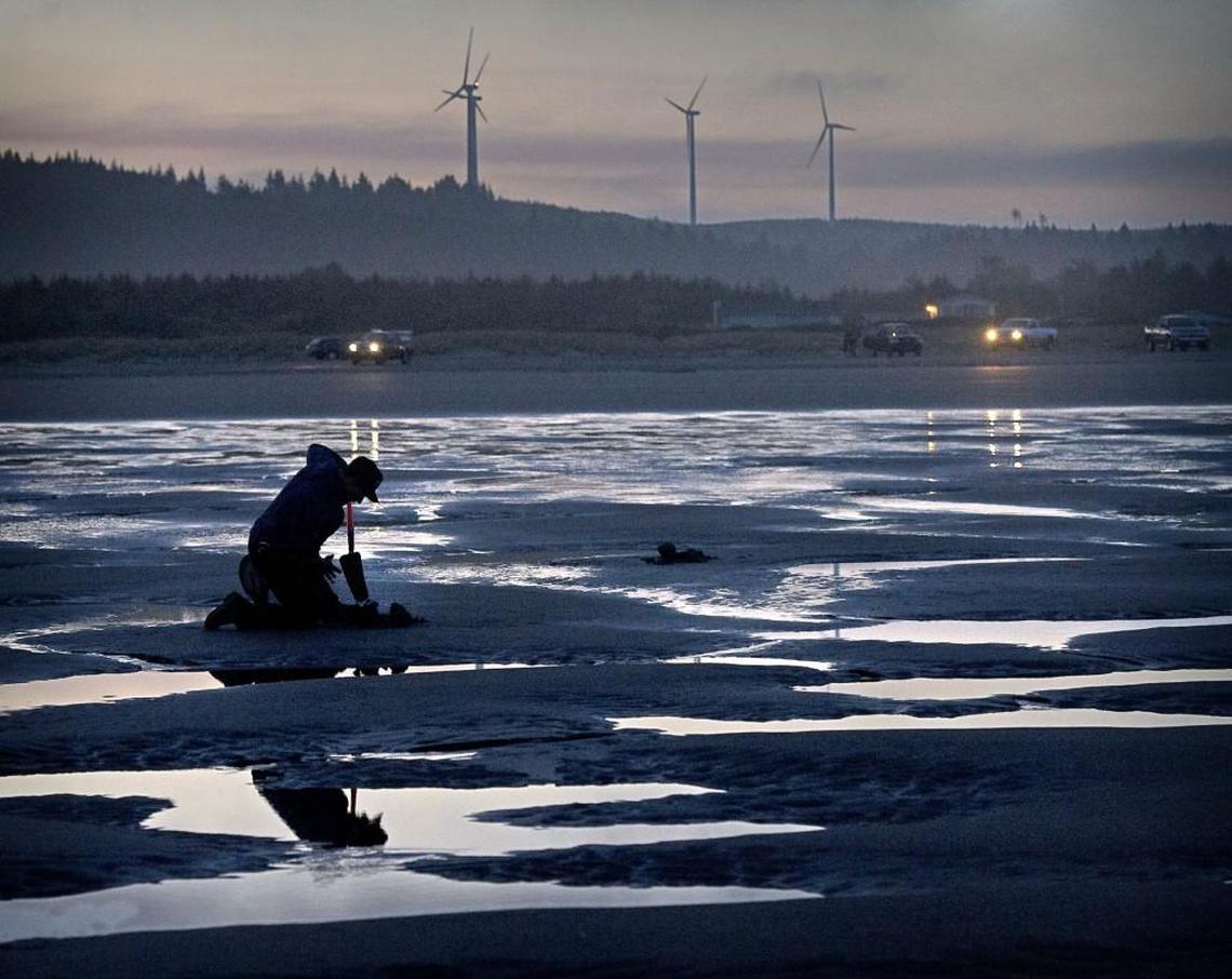 A harvester digs for razor clams at Mocrocks Beach.