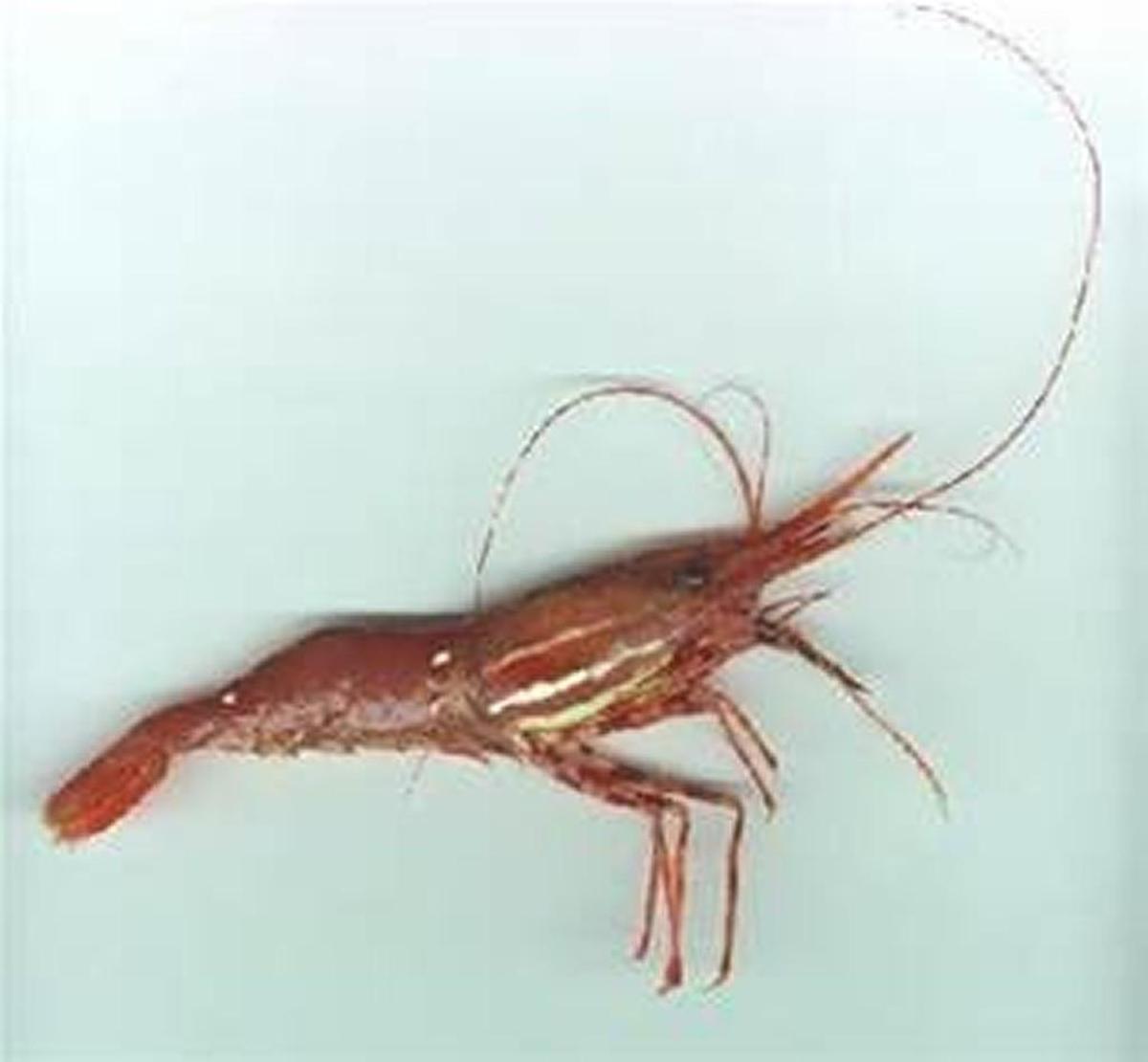 Recreational fishing for spot shrimp in Puget Sound opens May 14.