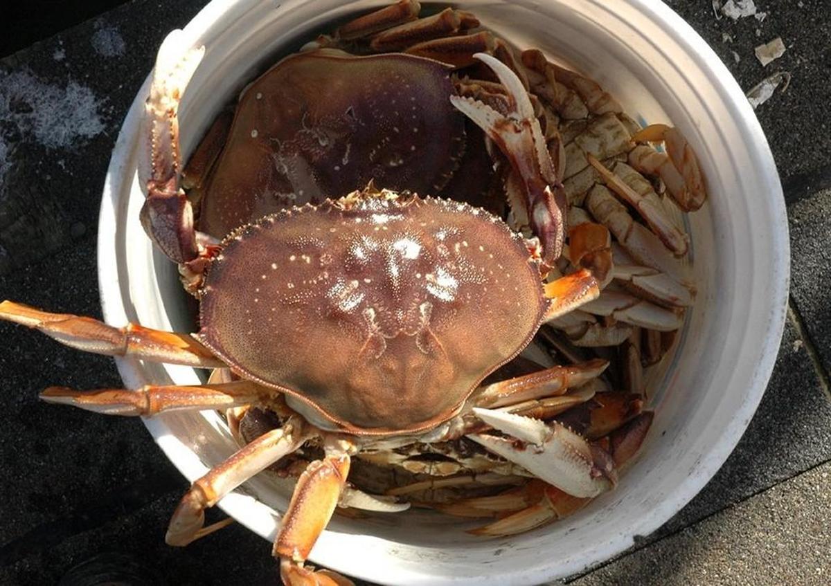 The summer crab season in Marine Area 13 (Olympia) opened earlier this week.