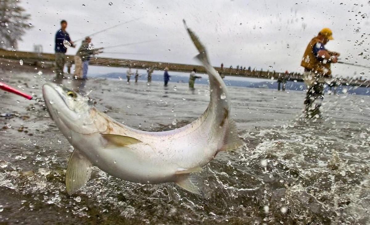 Dash Point Pier is a popular fishing destination in Northeast Tacoma. Other piers managed by Metro Parks Tacoma include Les Davis on Ruston Way and Point Defiance Marina.
