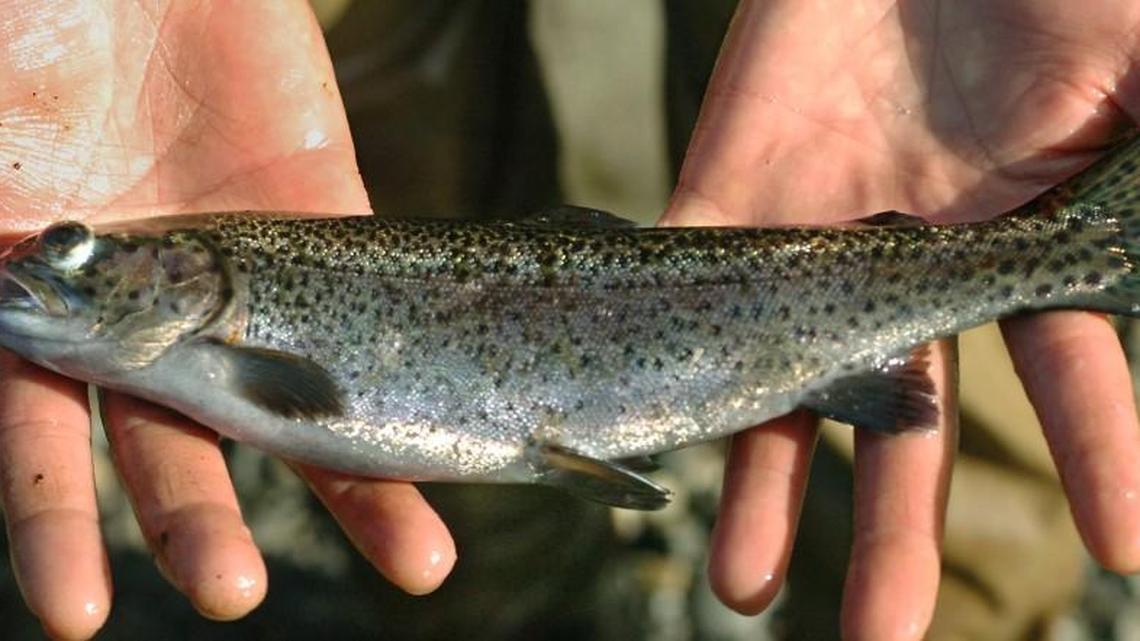 The state has begun planting area lakes with rainbow trout to maintain fall and winter fisheries.