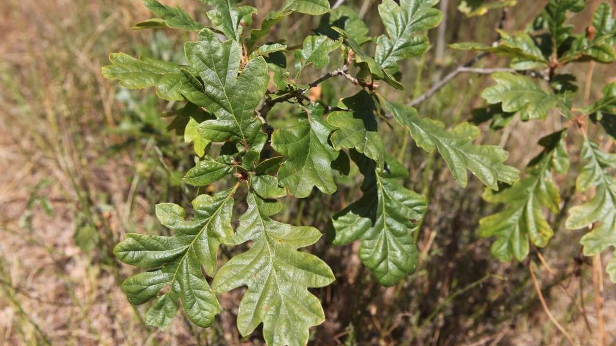 The Garry oak or Quercus garryana, Washington’s only native oak species, enjoys protected status, both locally and statewide.