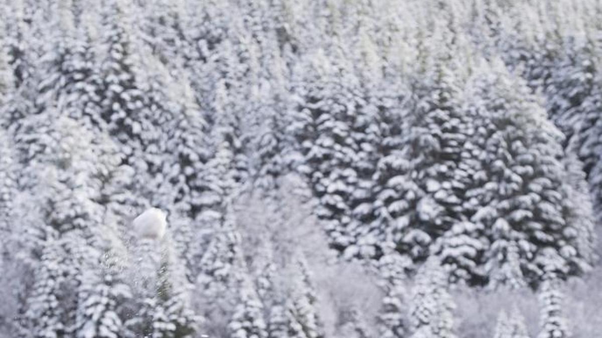 Crystal Mountain Resort General Manager John Kircher fires a snowball at co-workers during a break at getting the ski area ready for the 2016-17 season. He just bought the resort.
