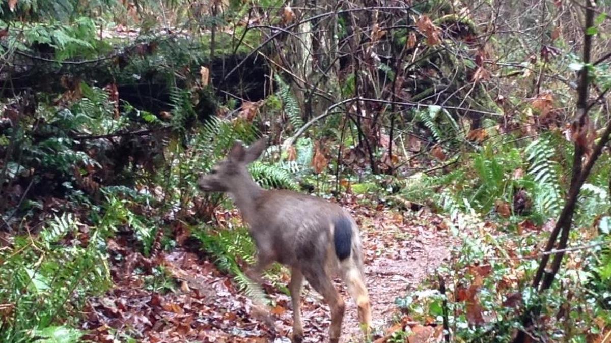 You never know what you might run into on Centralia’s Seminary Hill — but you’ll need to be quick on the draw so your picture isn’t as blurry as this one.