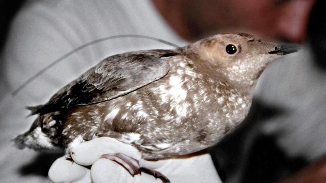 Endangered bird, loggers both get something from new plan for state lands