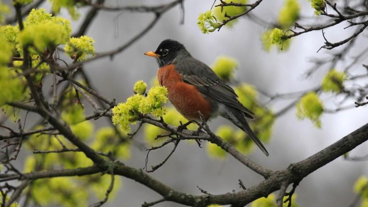 This is a stressful time for male robins, who are patrolling their territories keeping an eye out for any other male robin that might try to take over.