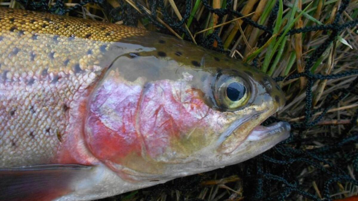 The fishing for rainbow trout at area lakes has been good since the lowland lake trout fishing season opened a week ago.