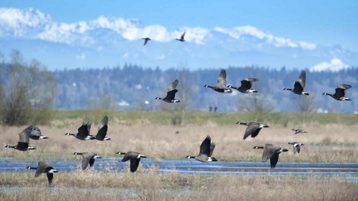 Canada geese fly in front of the Olympic Mountains as seen from the Billy Frank Jr. National Wildlife Refuge on March 17.